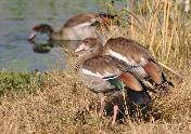 Egyptian Geese by Rob Bartelink