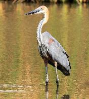 Goliath Heron by Jan de Beer