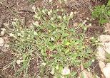 Gomphrena celosiodes