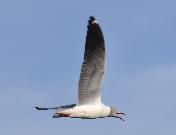 Grey-headed Gull by Jose Barbosa