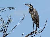 Black-headed Heron by John Kelly