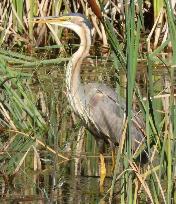 Purple Heron by Jane Trembath