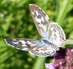 Hintza Blue upperwings