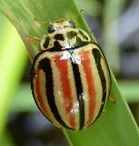 Declivitata hamata pygmaea Humbug ladybird