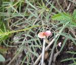 Indigofera filipes