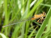 Tropical Bluetail female (rufous form)