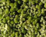 Lemna_gibba