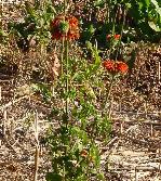 Leonotis dysophylla