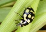 Lioadalia intermedia ladybird