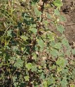 Malva parvifolia