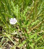 Monsonia angustifolia