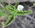 Monsonia angustifolia variegated