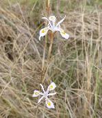 Moraea stricta