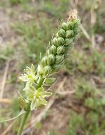 Ornithogalum tenuifolium