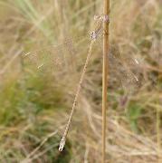 Pallid Spreadwing