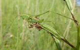 Phaneroptera Leaf katydid nymph