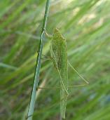 Phaneroptera sparsa Leaf katydid