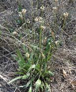 Plantago lancelolata
