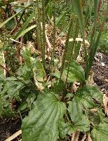 Plantago major