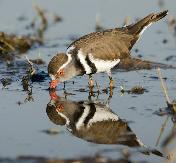 Three-banded Plover by Eugene Liebenberg