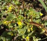 Purslane Portulaca oleracea