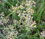 Helichrysum rugulosum