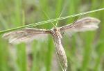 Plume moth Pterophorus rhyparias