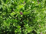 Purple vetch Vicia sativa