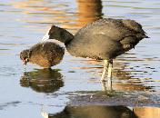 Red-knobbed Coot and chick by Jan de Beer