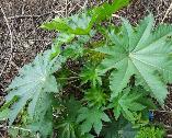 Ricinus communis Castor-oil plant