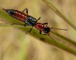 Paederus Rove beetle