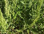 Curly dock Rumex crispus