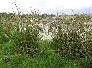 Sedge Cyperus fastigiatus