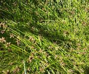 Sedge Isolepis costata