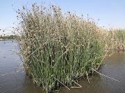 Sedge Schoenoplectus corymbosus