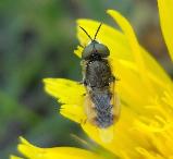 Soldierfly male