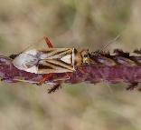 Stenotus transvaalensis