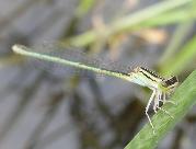 Swamp Bluet female