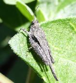 Tetrigidae Groundhopper