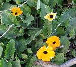 Thunbergia alata