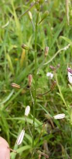 Trachyandra asperata var basutoensis