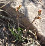 Tulbaghia leucantha flower