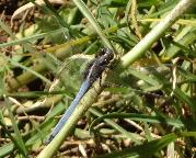 Two-striped Skimmer male