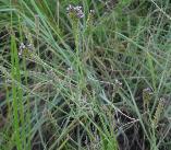 Verbena brasiliensis