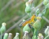 Ichneumon wasp