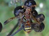 Paper wasp