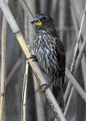 Thick-billed Weaver female by Eugene Liebenberg