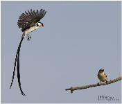 Pin-tailed Whydah by Prelena Soma Owen