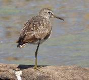 Wood Sandpiper by Jane Trembath