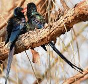 Green Woodhoopoes by Eugene Liebenberg